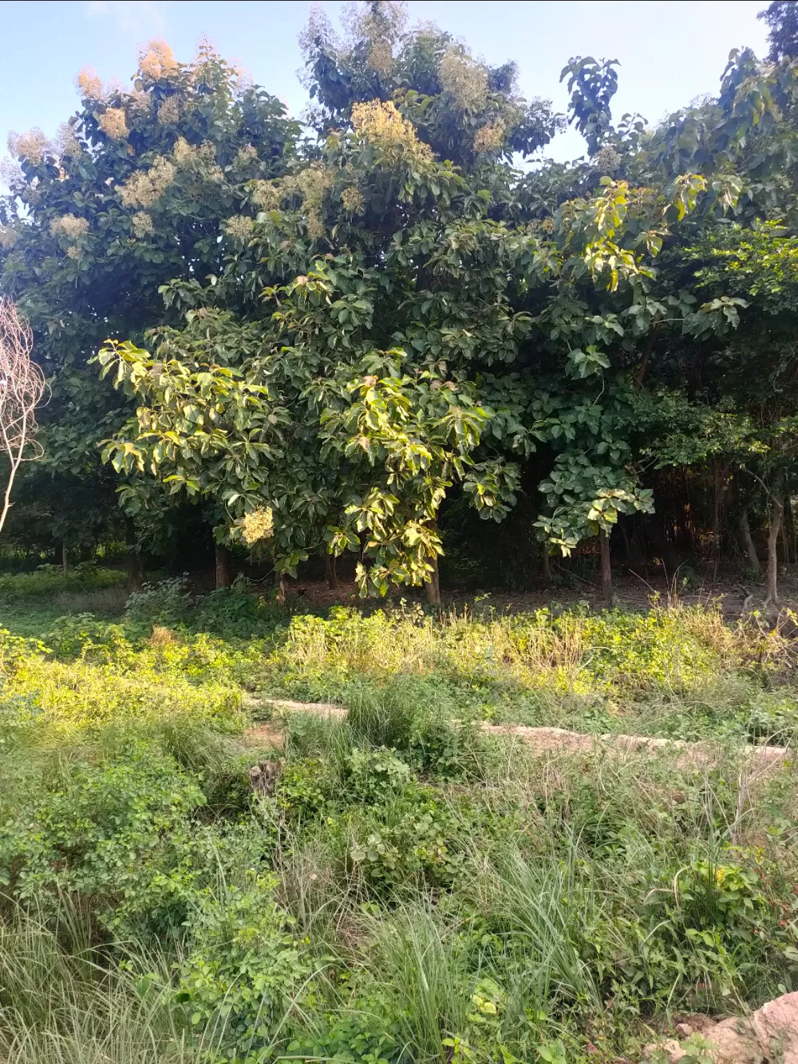Photo of Akbarpur By Sarvesh Kumar Pandey