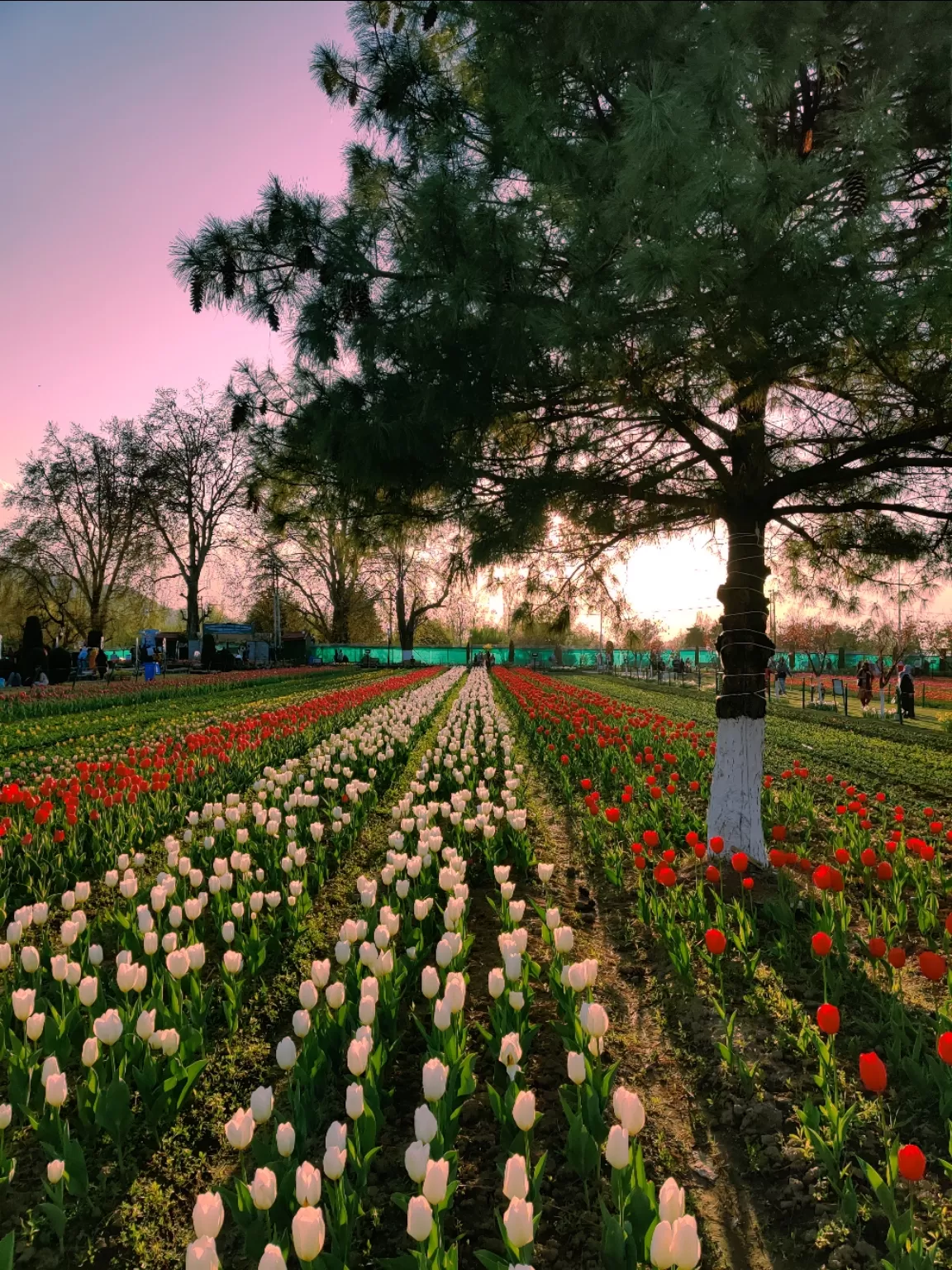 Photo of Tulip Garden By Umer Nazir
