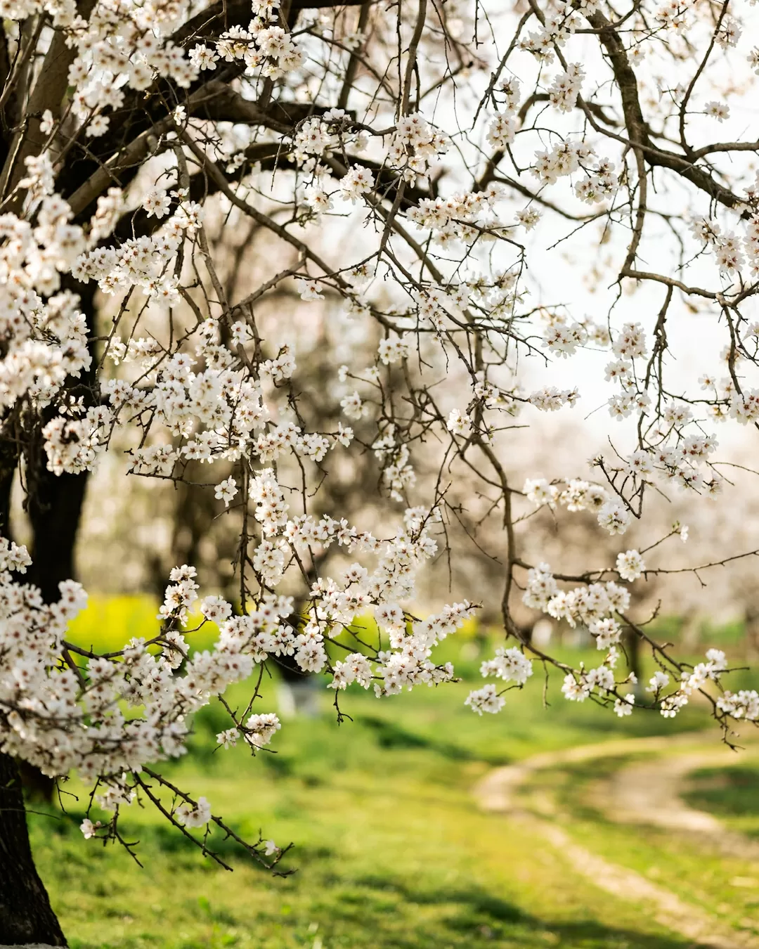 Photo of Pulwama By Umer Nazir
