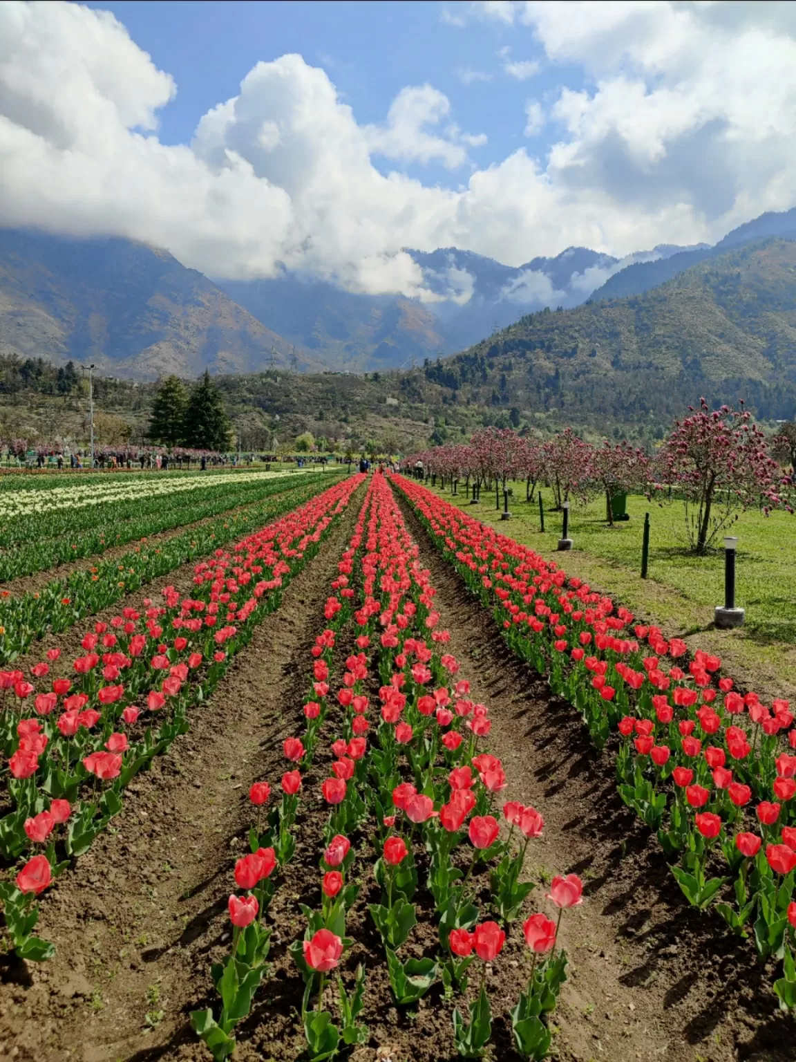 Photo of Tulip Garden By Umer Nazir
