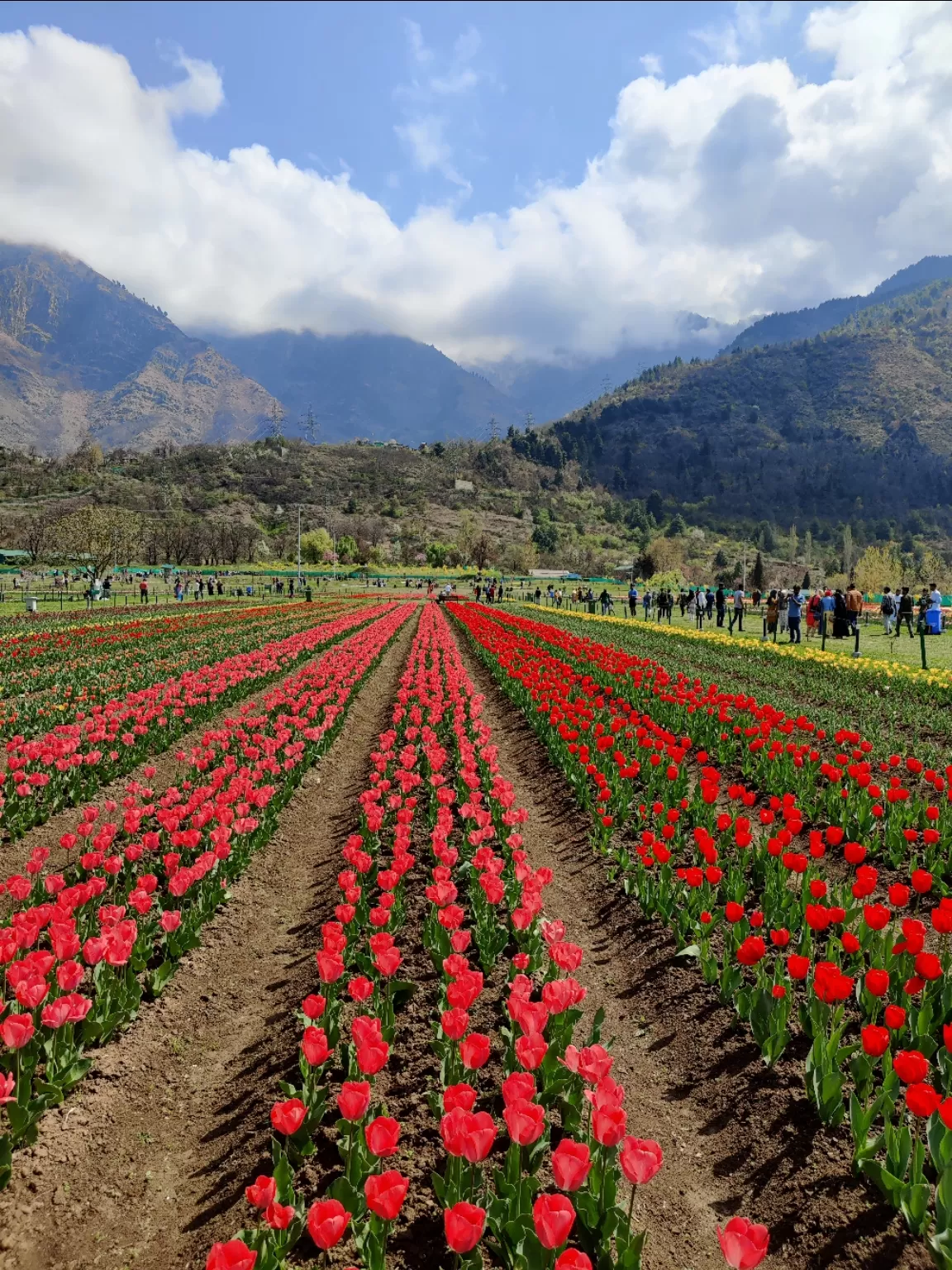 Photo of Tulip Garden By Umer Nazir
