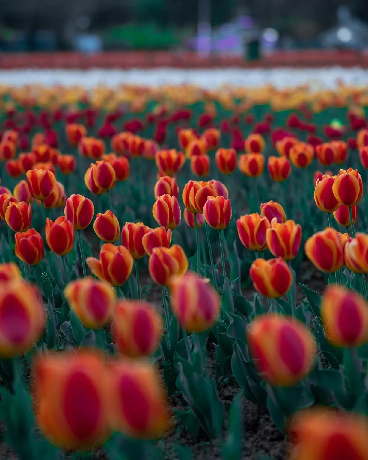 Photo of Tulip Garden By Umer Nazir
