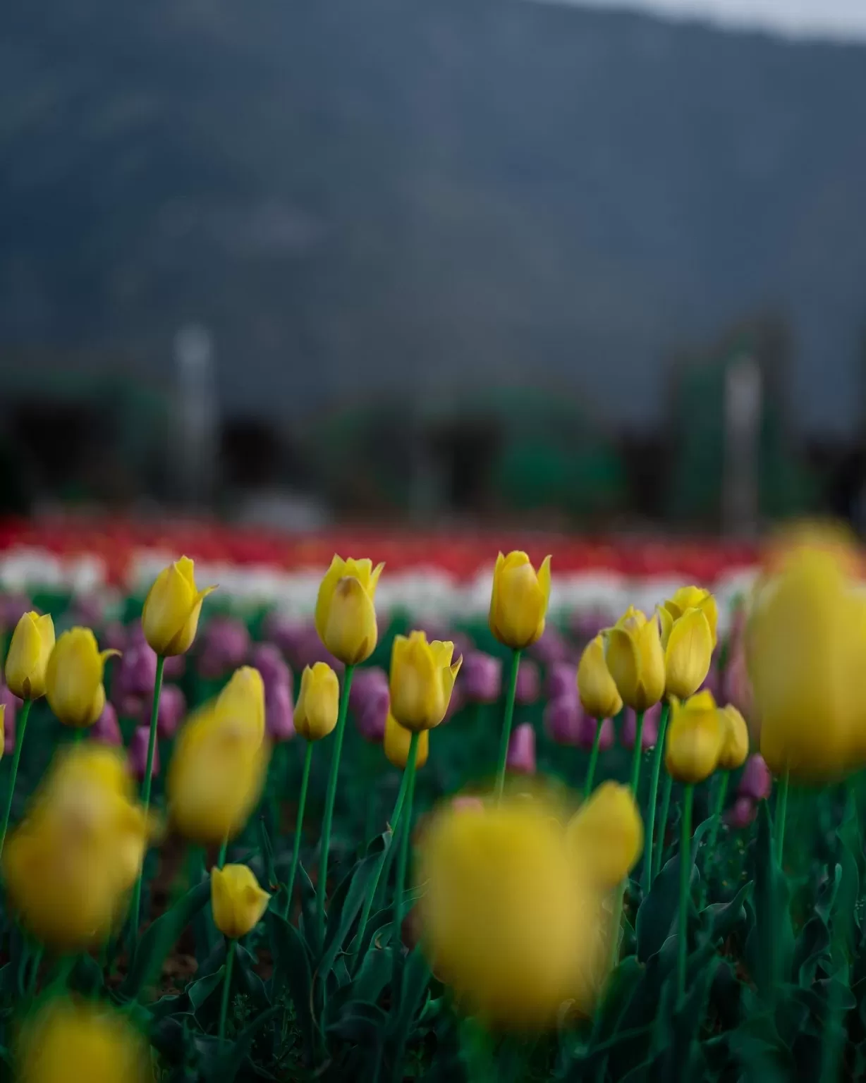 Photo of Tulip Garden By Umer Nazir
