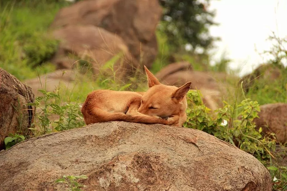 Photo of Parvathamalai Trail By the silent traveller