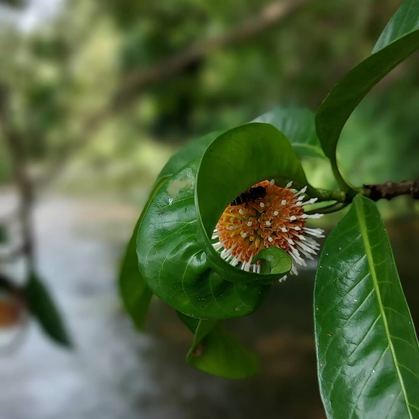 Photo of Malayattoor By the silent traveller