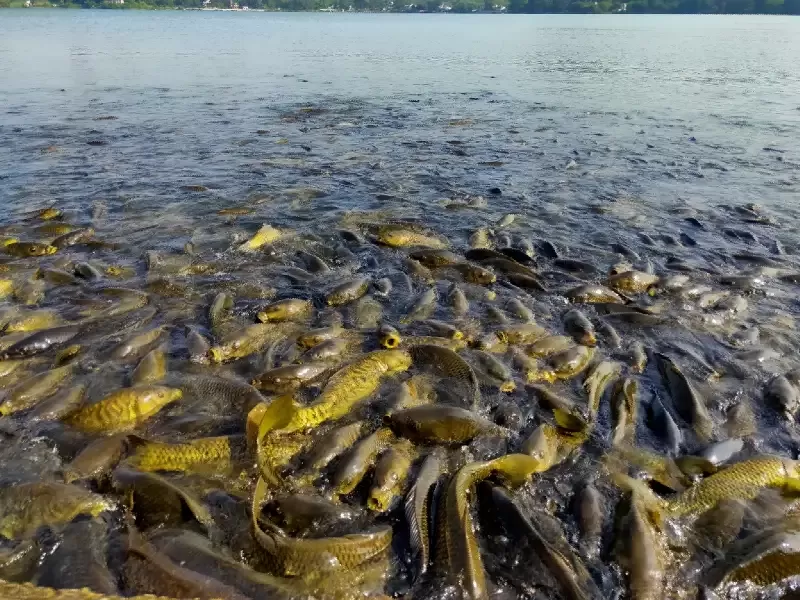 Photo of Mansar Lake By Adarsh Sumbria