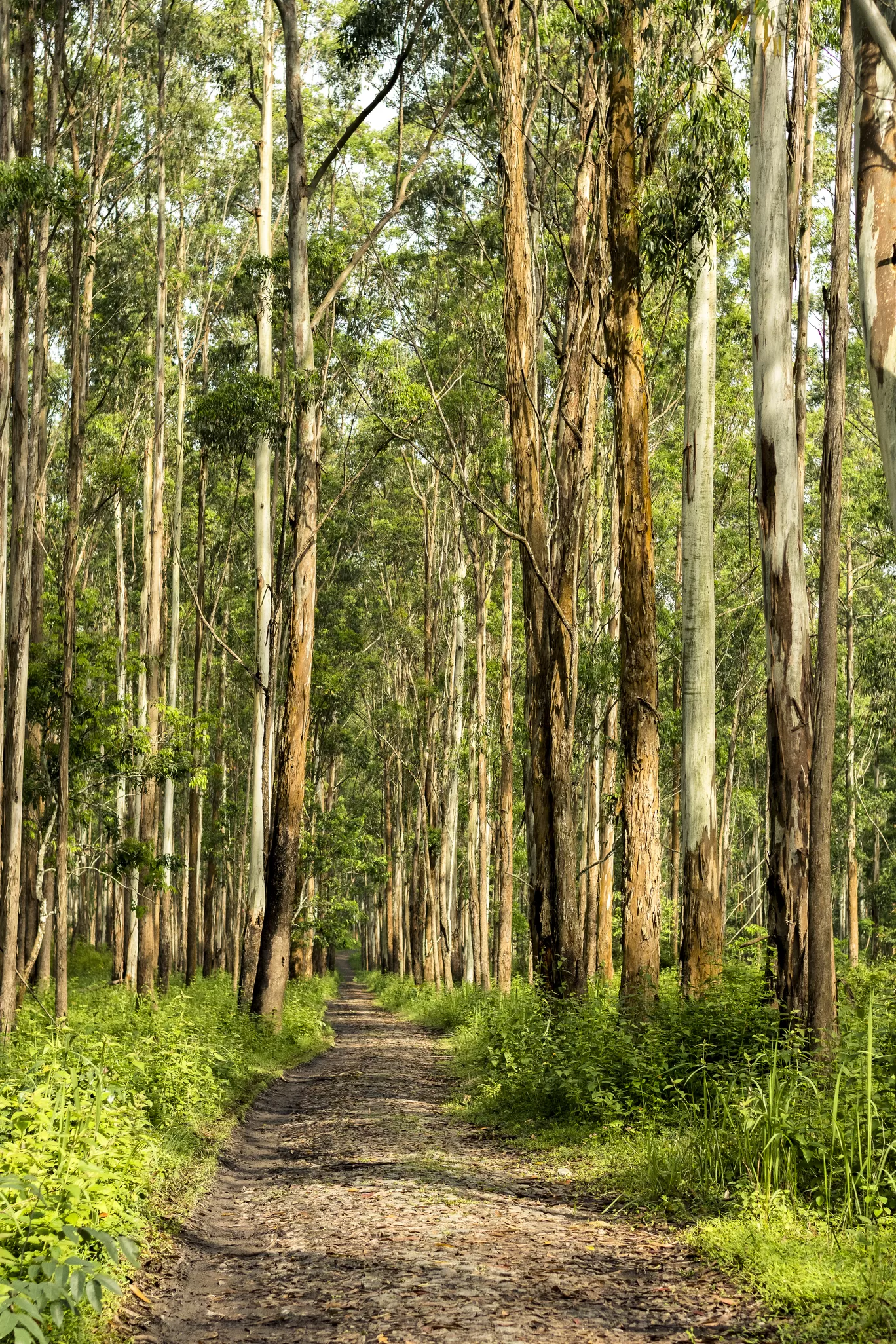 Photo of Wayanad By Swetha Karthik