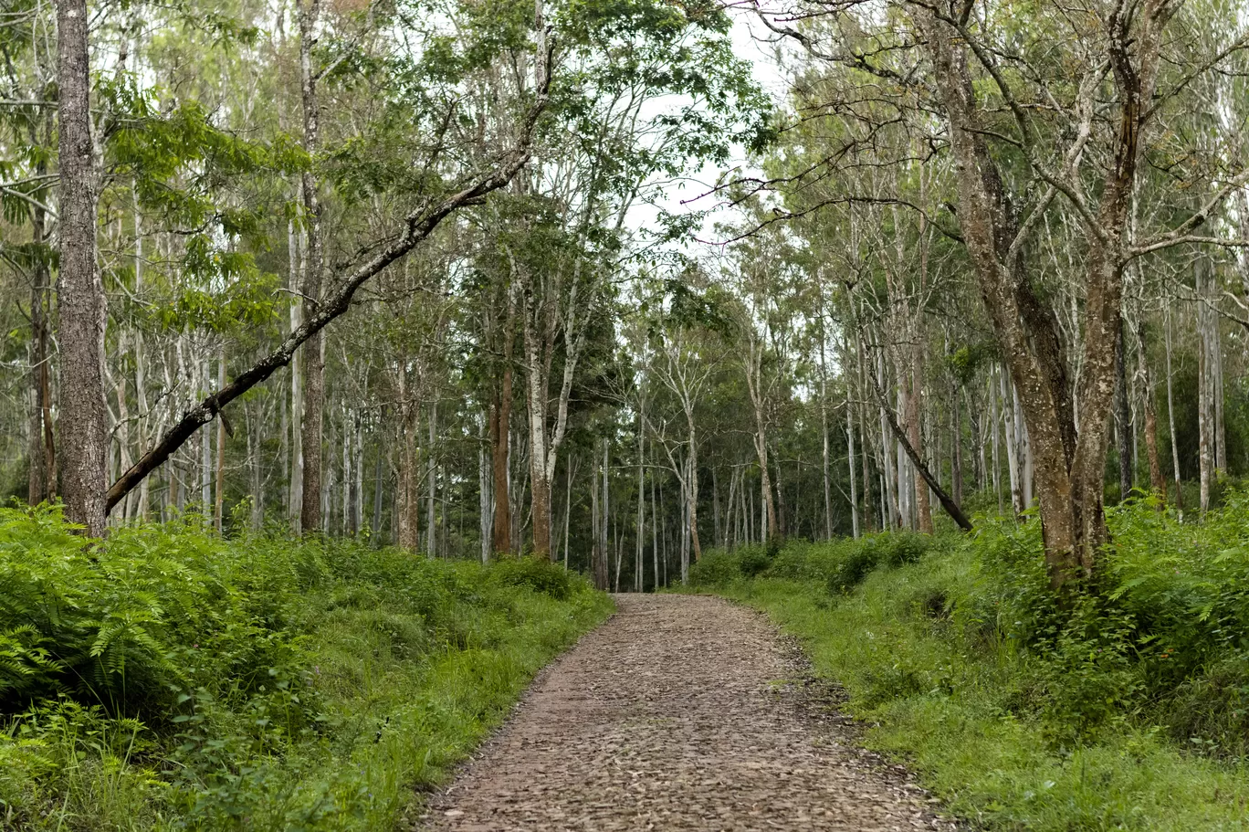 Photo of Wayanad By Swetha Karthik