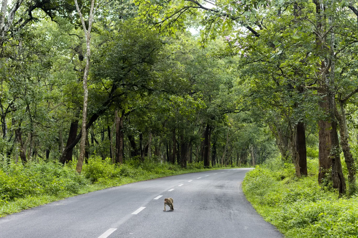 Photo of Wayanad By Swetha Karthik