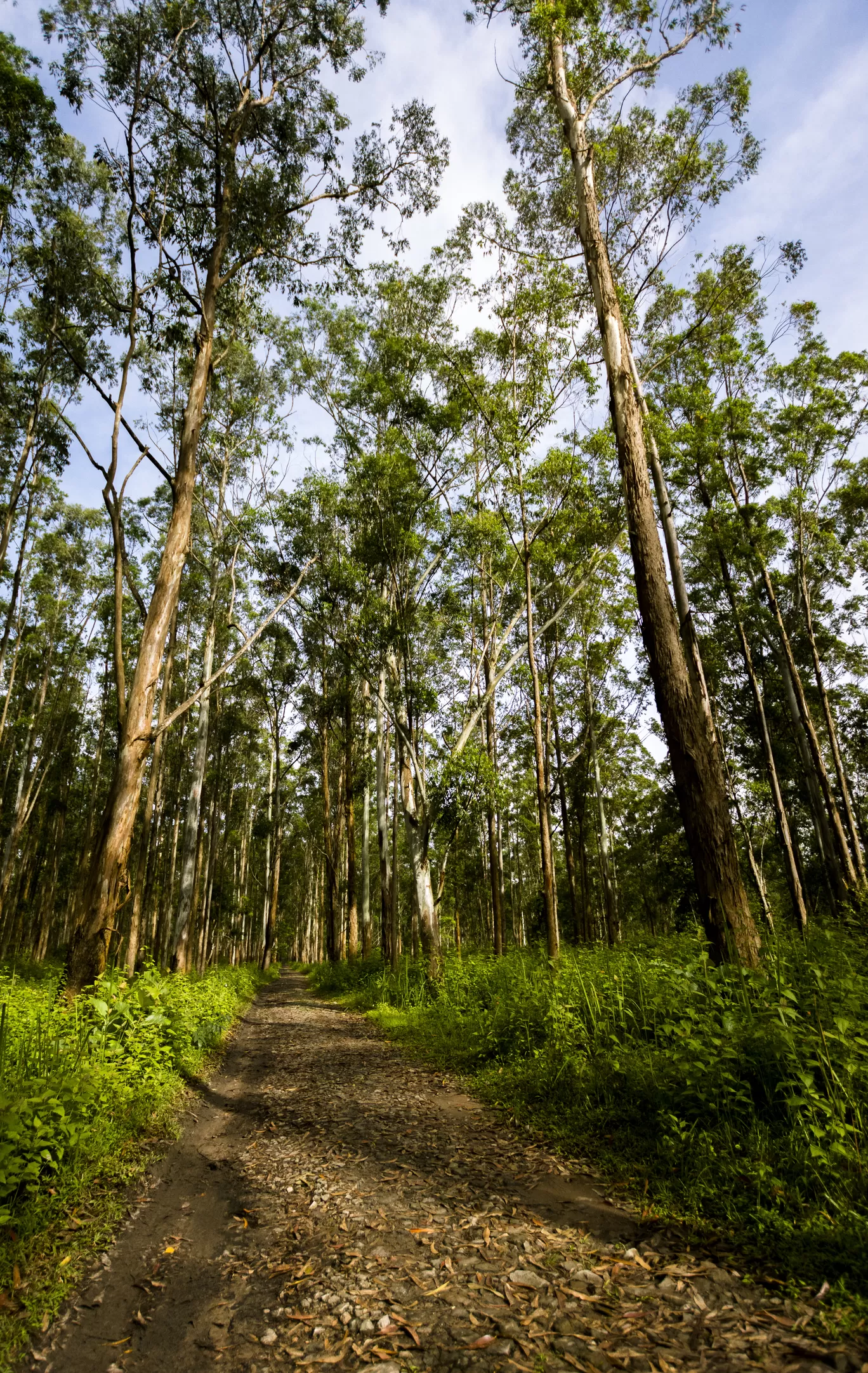 Photo of Wayanad By Swetha Karthik