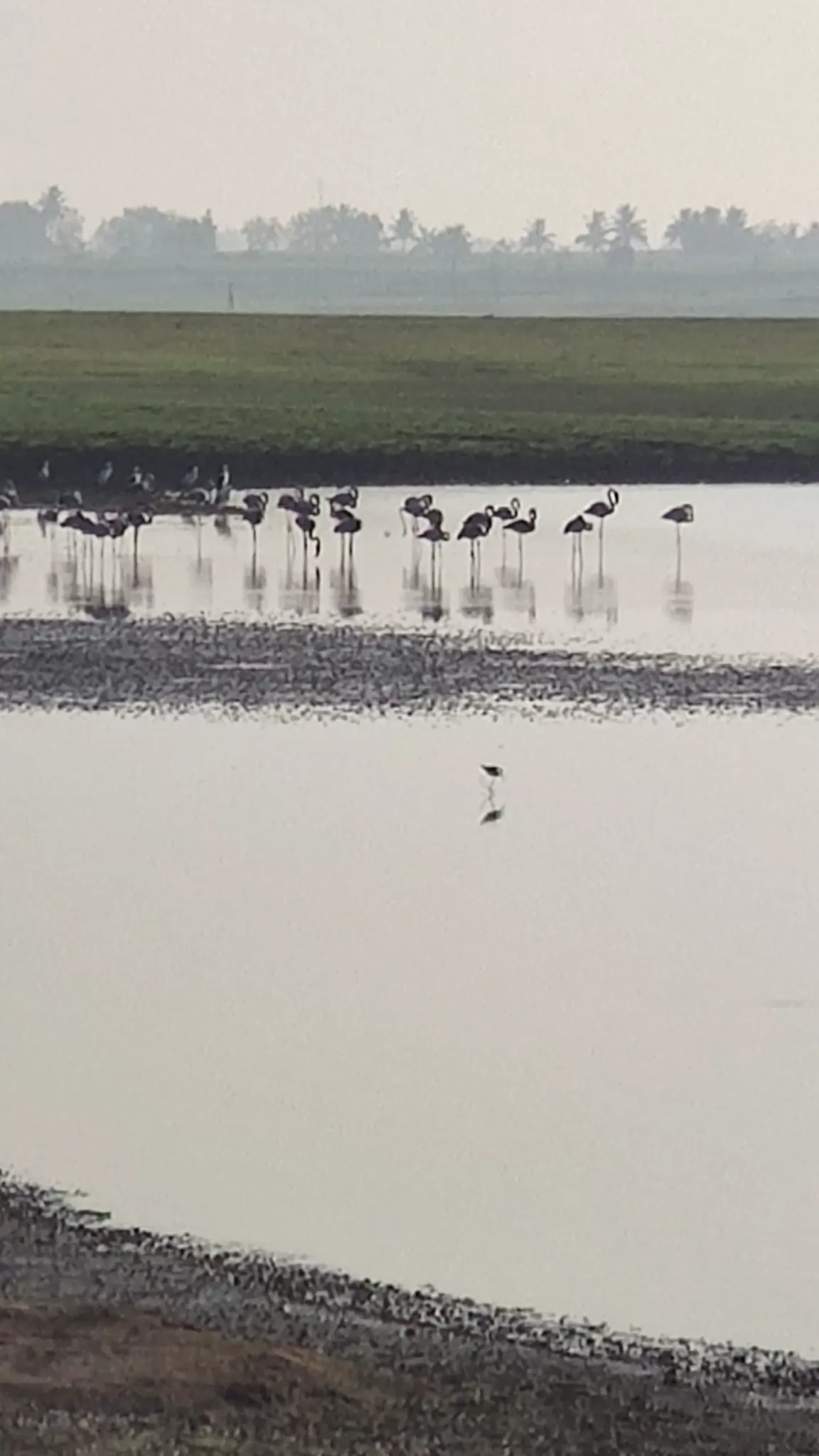 Photo of Kranti Flamingo Point - original (Bhigwan Bird Watching By AnkurV