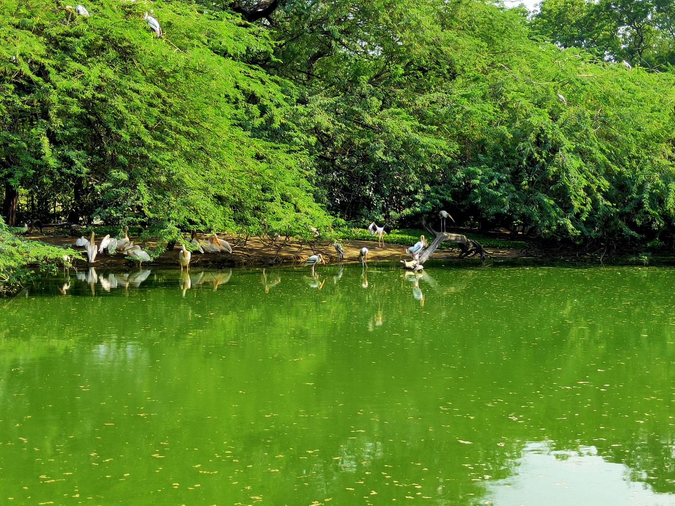 Photo of National Zoological Park , Delhi By Prknag