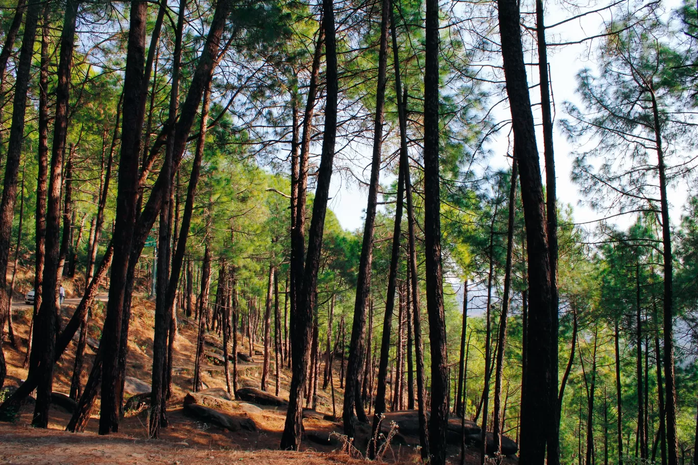 Photo of Gairar Bannd Dhaulchhina Road By Neeraj Mehta