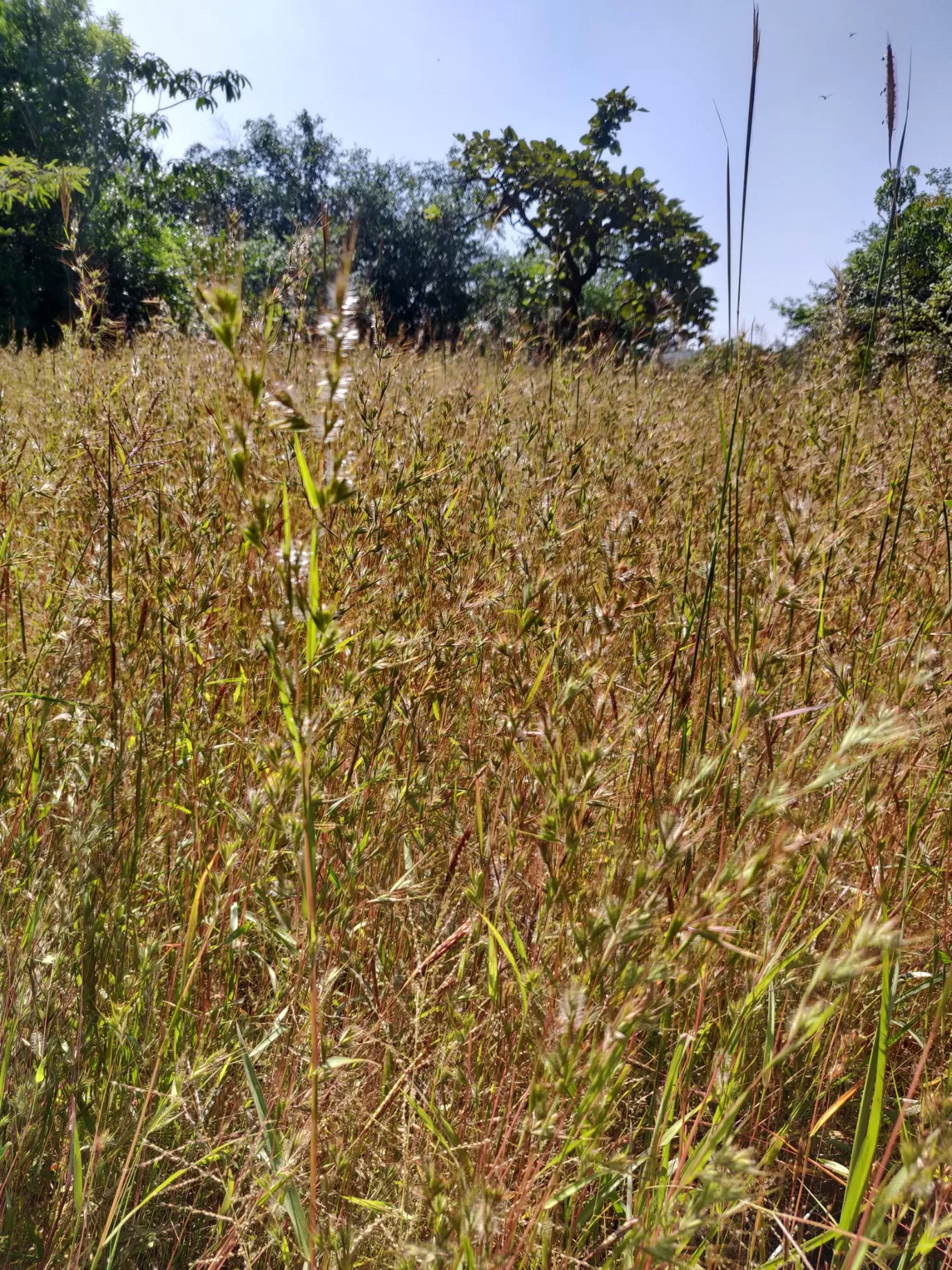 Photo of GOA - KARNATAKA STATE BORDER By Paleen Paul W Edmond