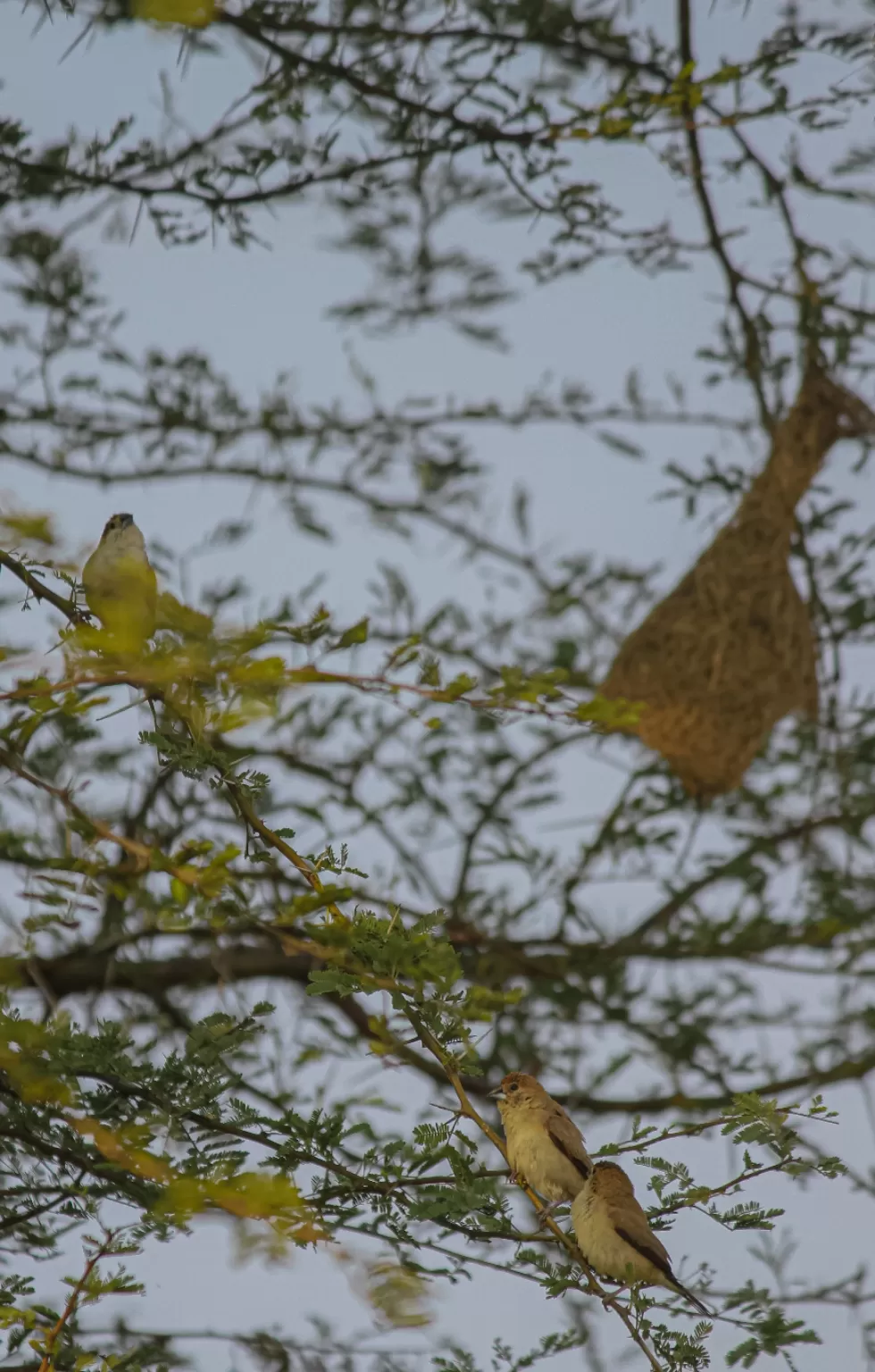 Photo of Sagareshwar Deer Park By gopirates_dodo