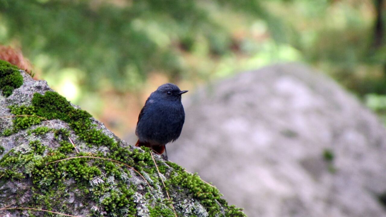 Photo of Churdhar Mahadev Trek via Sarain (Chaupal), Himachal Pradesh By Gaurav Pal