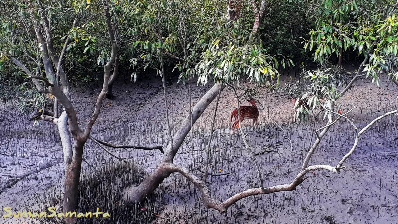 Photo of Sundarbans By Suman Samanta