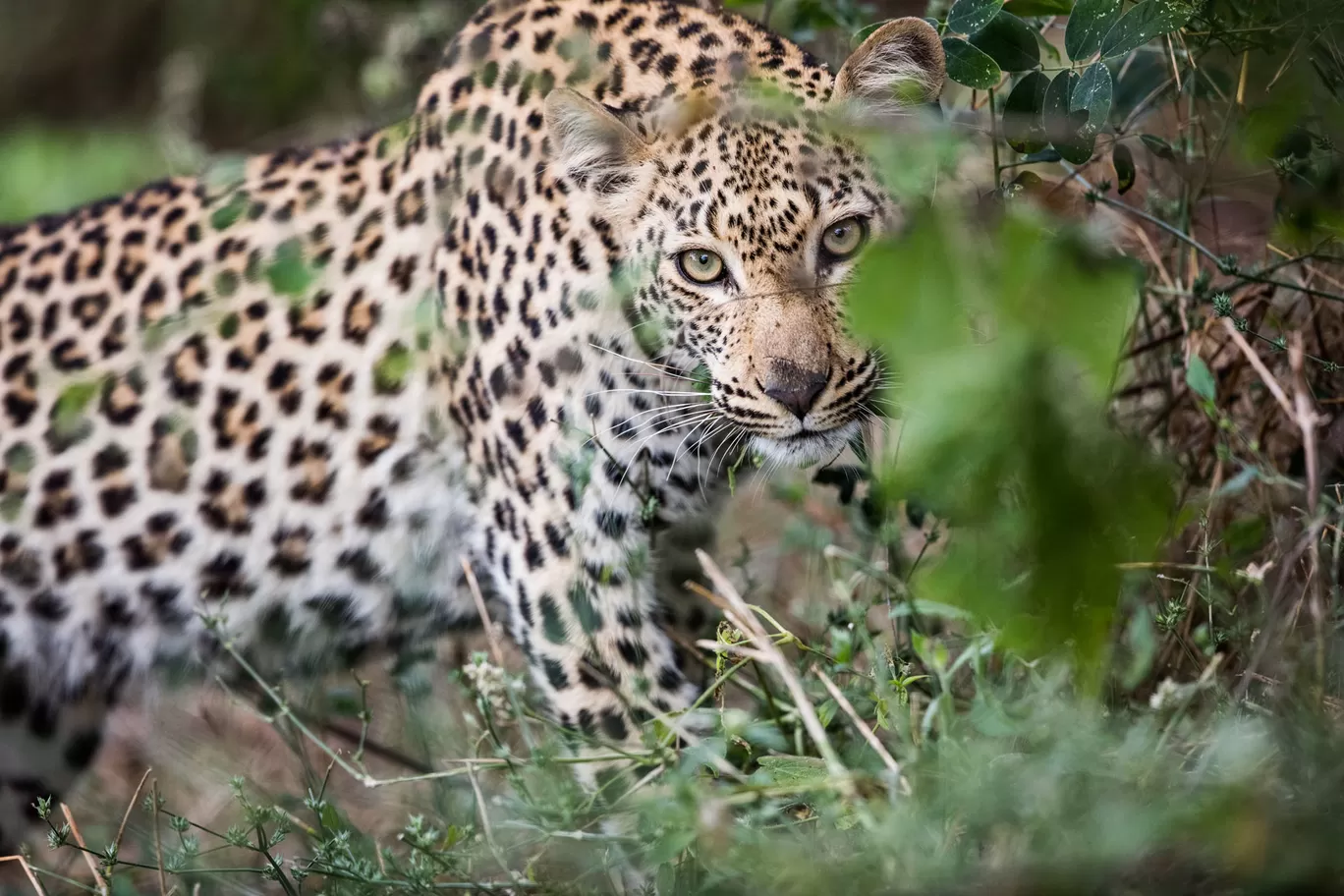 Photo of Serengeti National Park By Gikungu