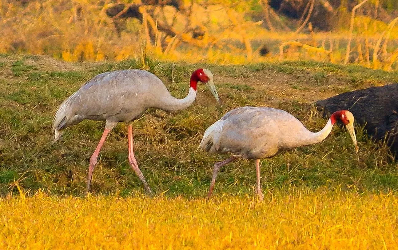 Photo of Keoladeo National Park By Avinash Kumar