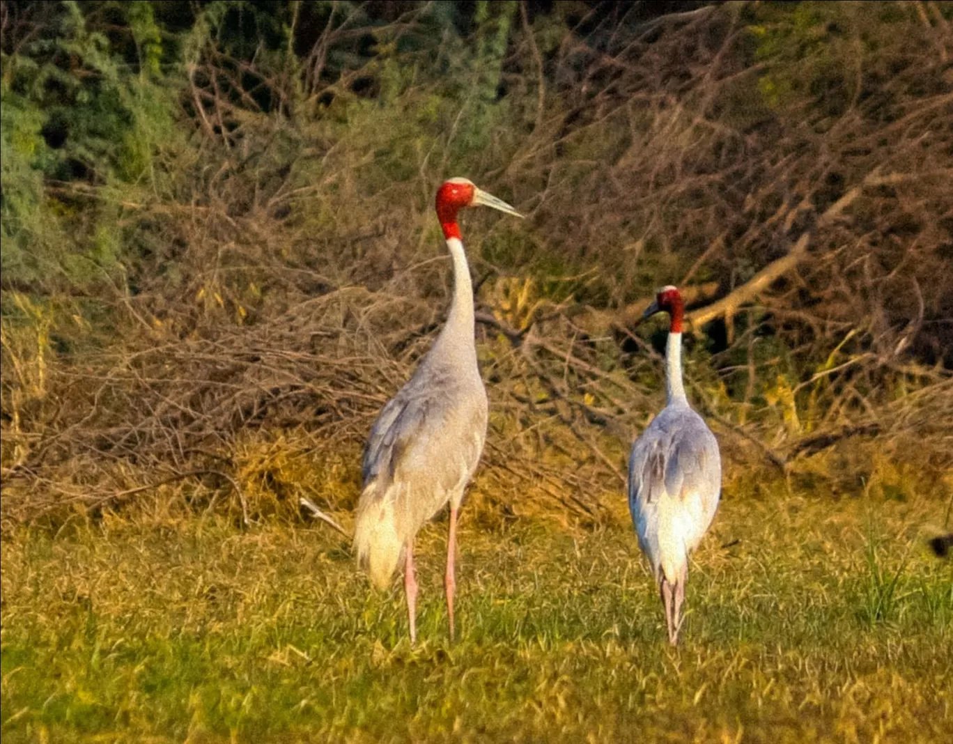 Photo of Keoladeo National Park By Avinash Kumar