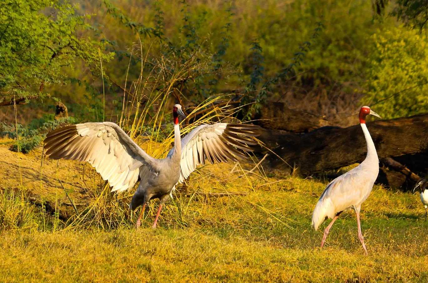 Photo of Keoladeo National Park By Avinash Kumar