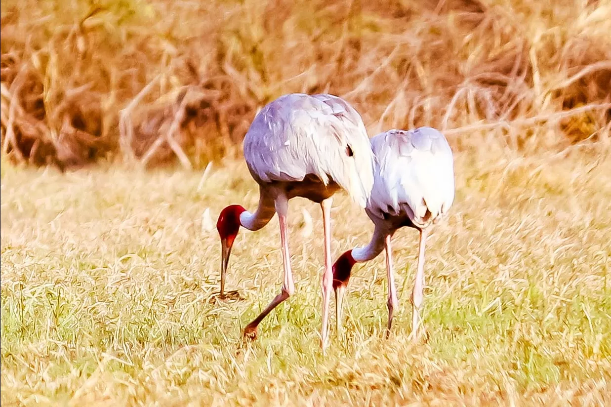 Photo of Keoladeo National Park By Avinash Kumar