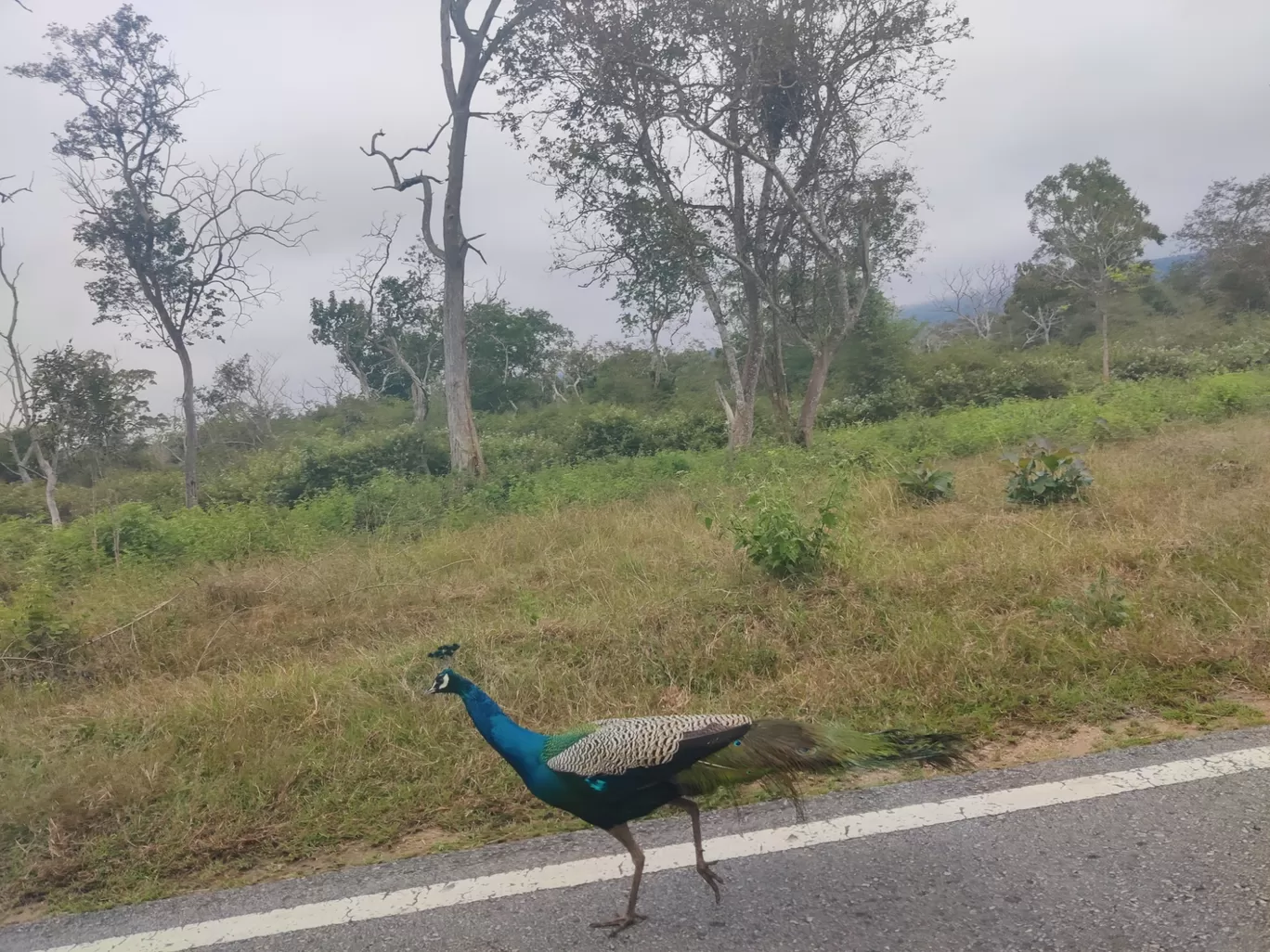 Photo of Bandipur National Park By Jincy Jacob