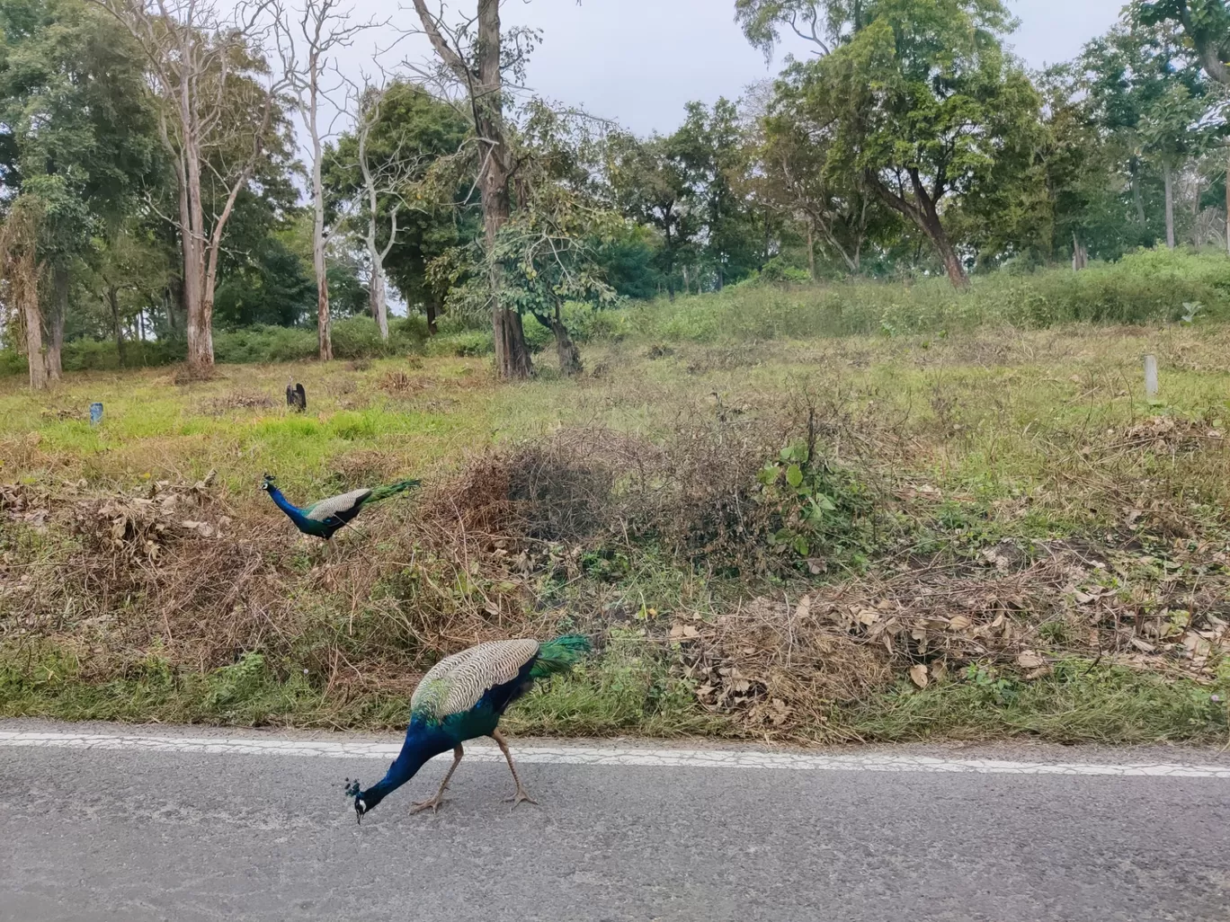 Photo of Bandipur National Park By Jincy Jacob