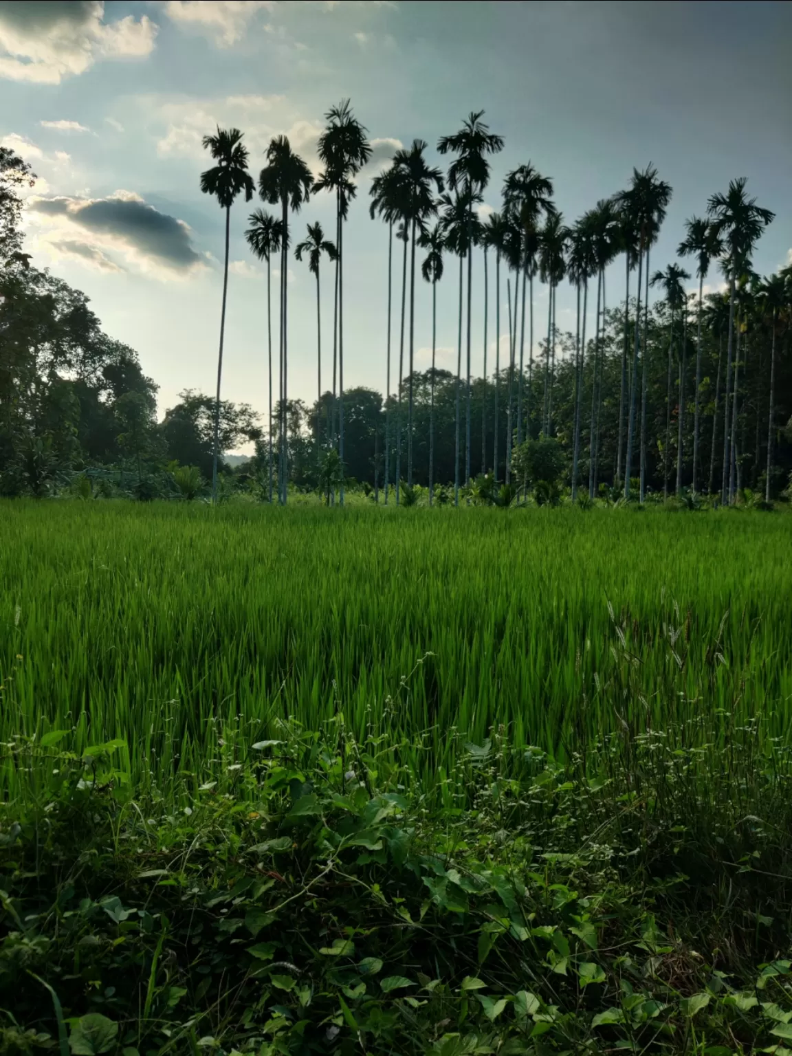 Photo of Pombra By Jincy Jacob