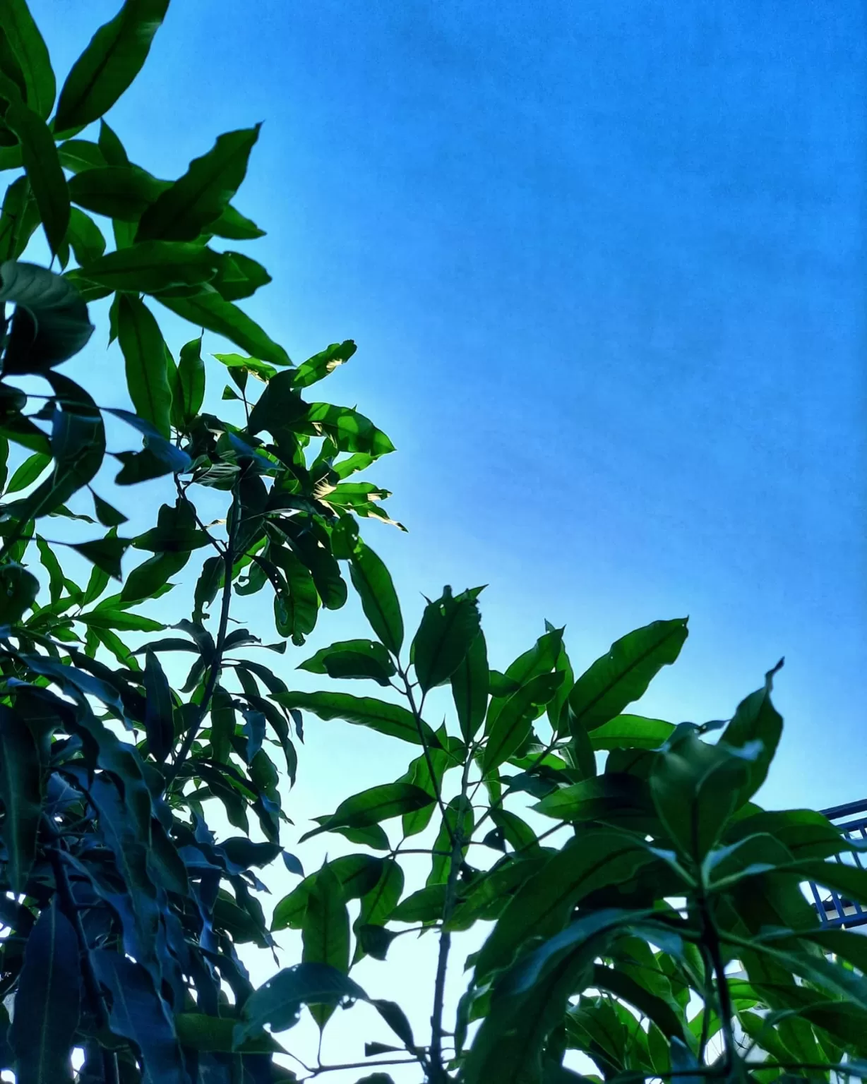 Photo of Company Garden By TRAVEL FREAK