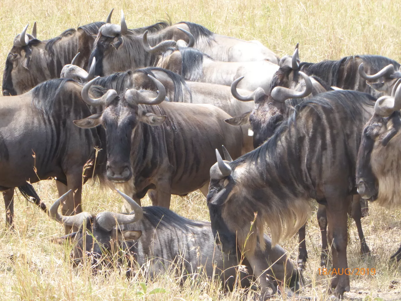 Photo of Maasai Mara National Reserve By SANDIP KUMAR ROY