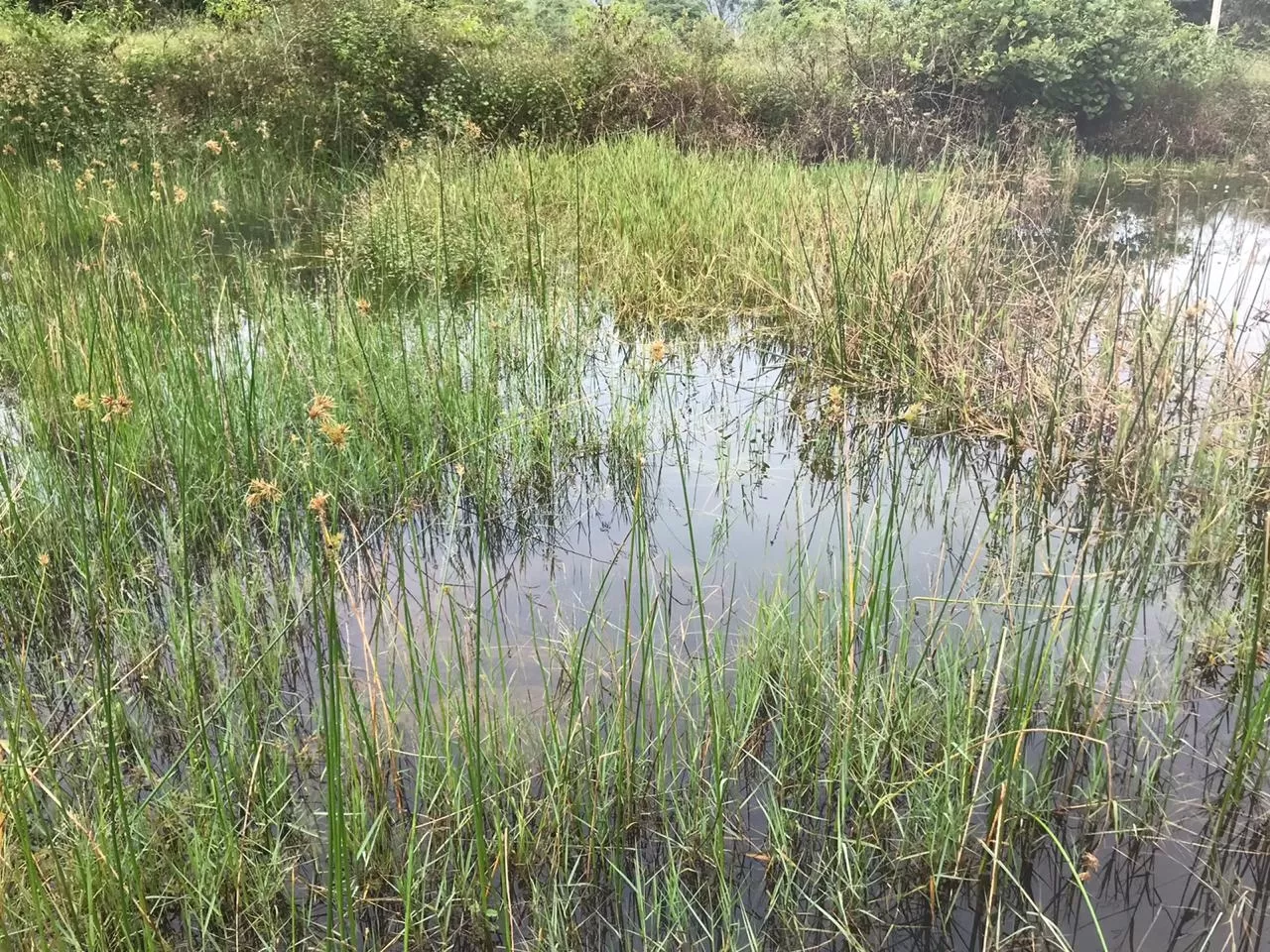 Photo of The Elephant Pond By Lourd Vijay