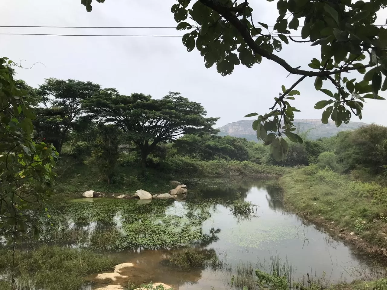 Photo of The Elephant Pond By Lourd Vijay