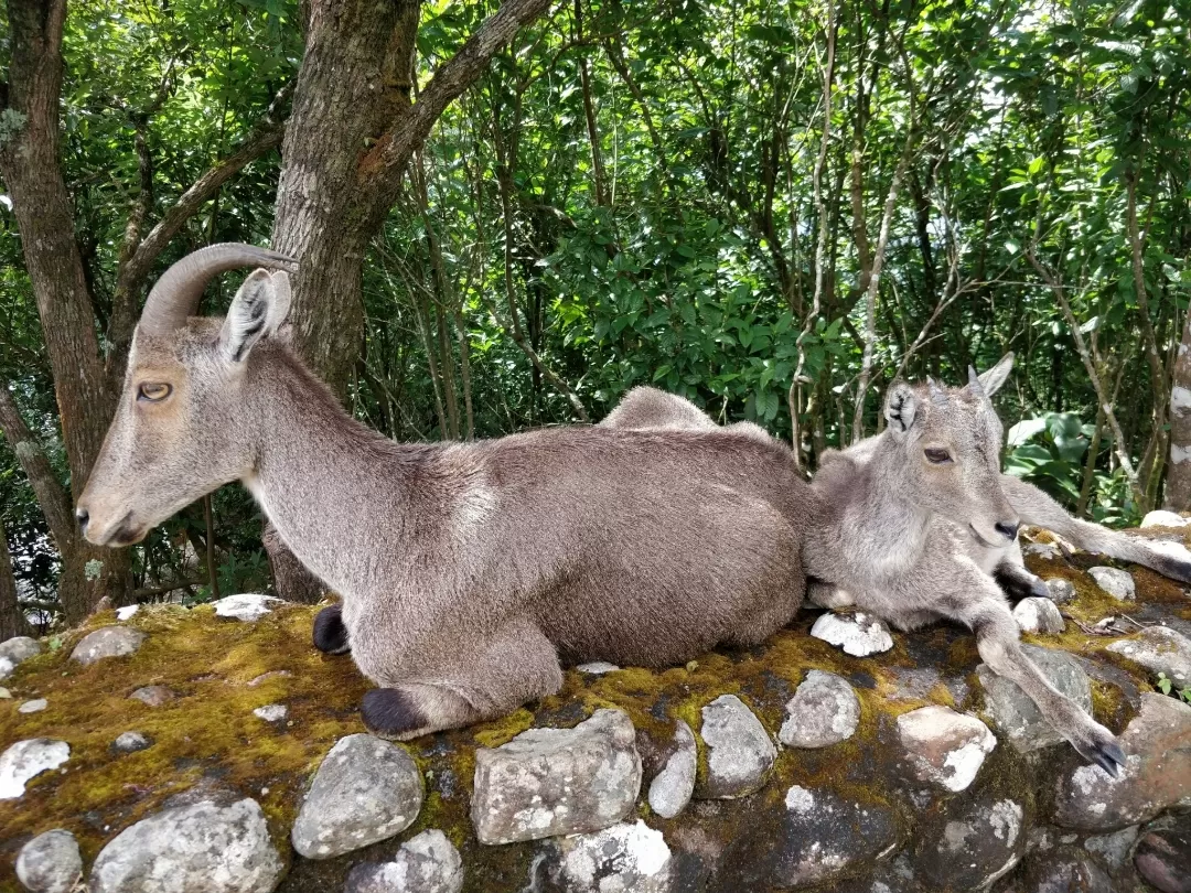 Photo of Eravikulam National Park By Rahul Date