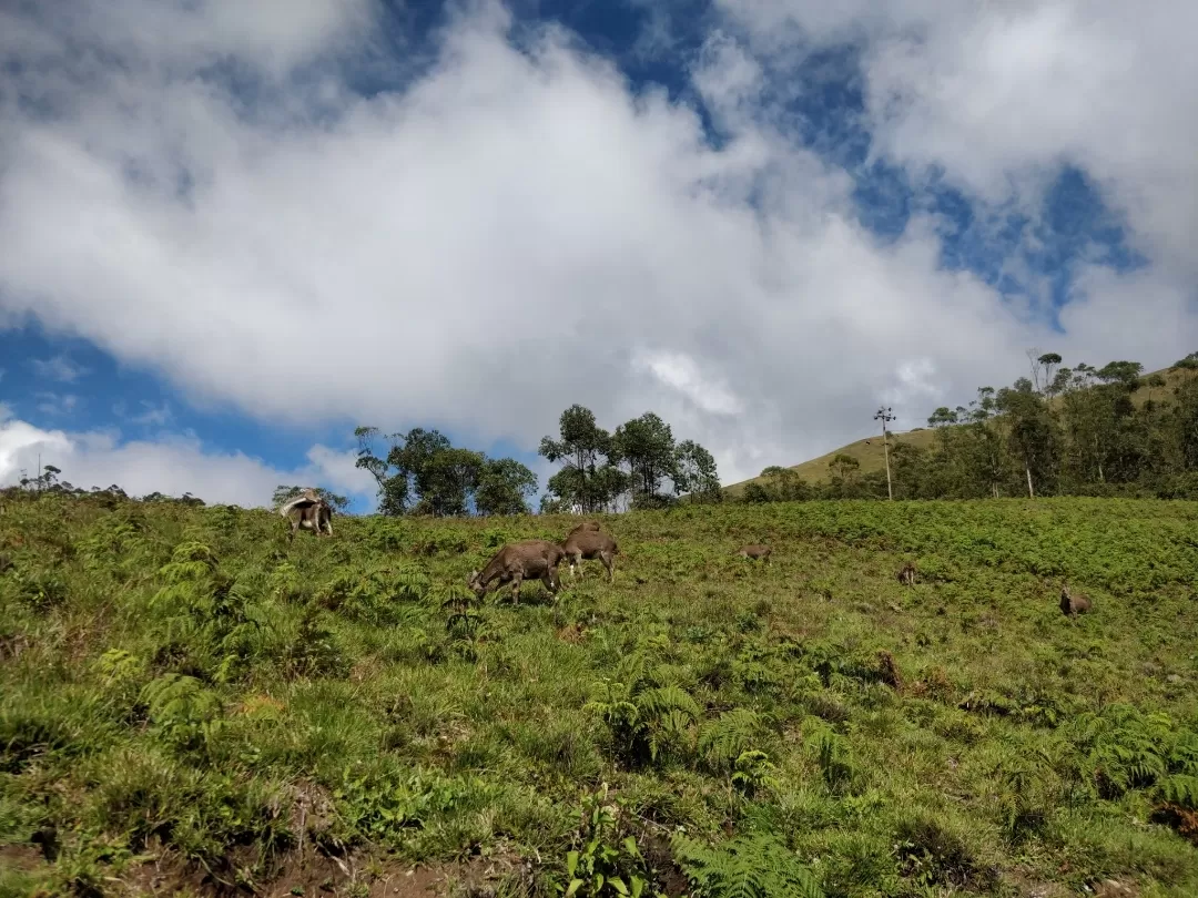 Photo of Eravikulam National Park By Rahul Date