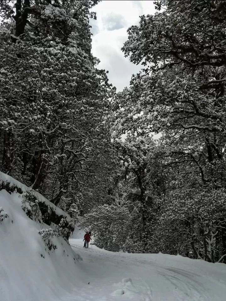 Photo of Chopta By Saurav Rawat