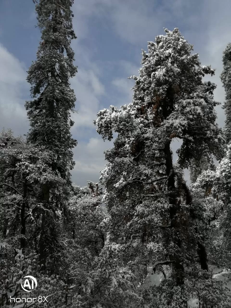Photo of Chopta By Saurav Rawat