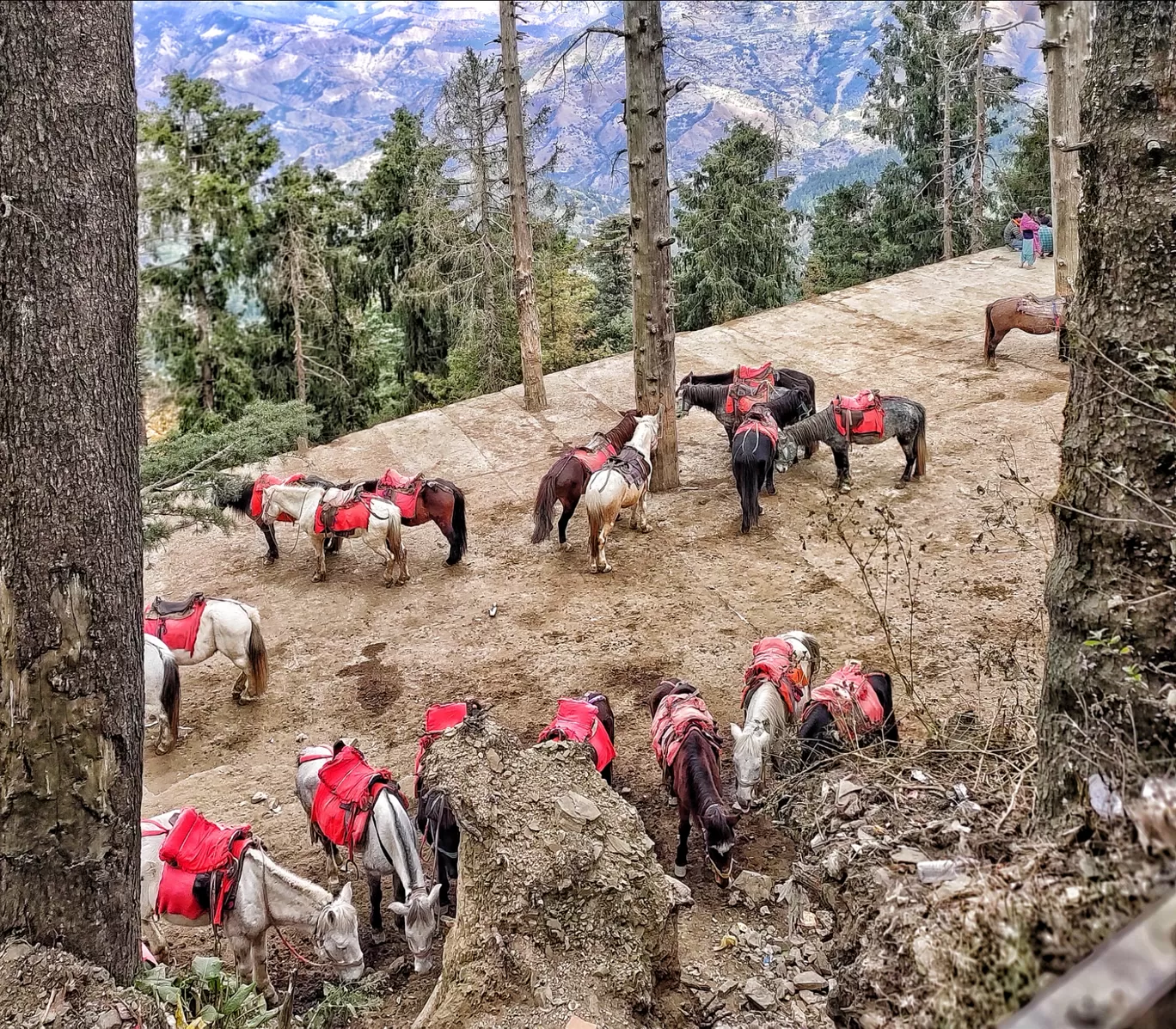 Photo of Simla By mountain nature lost