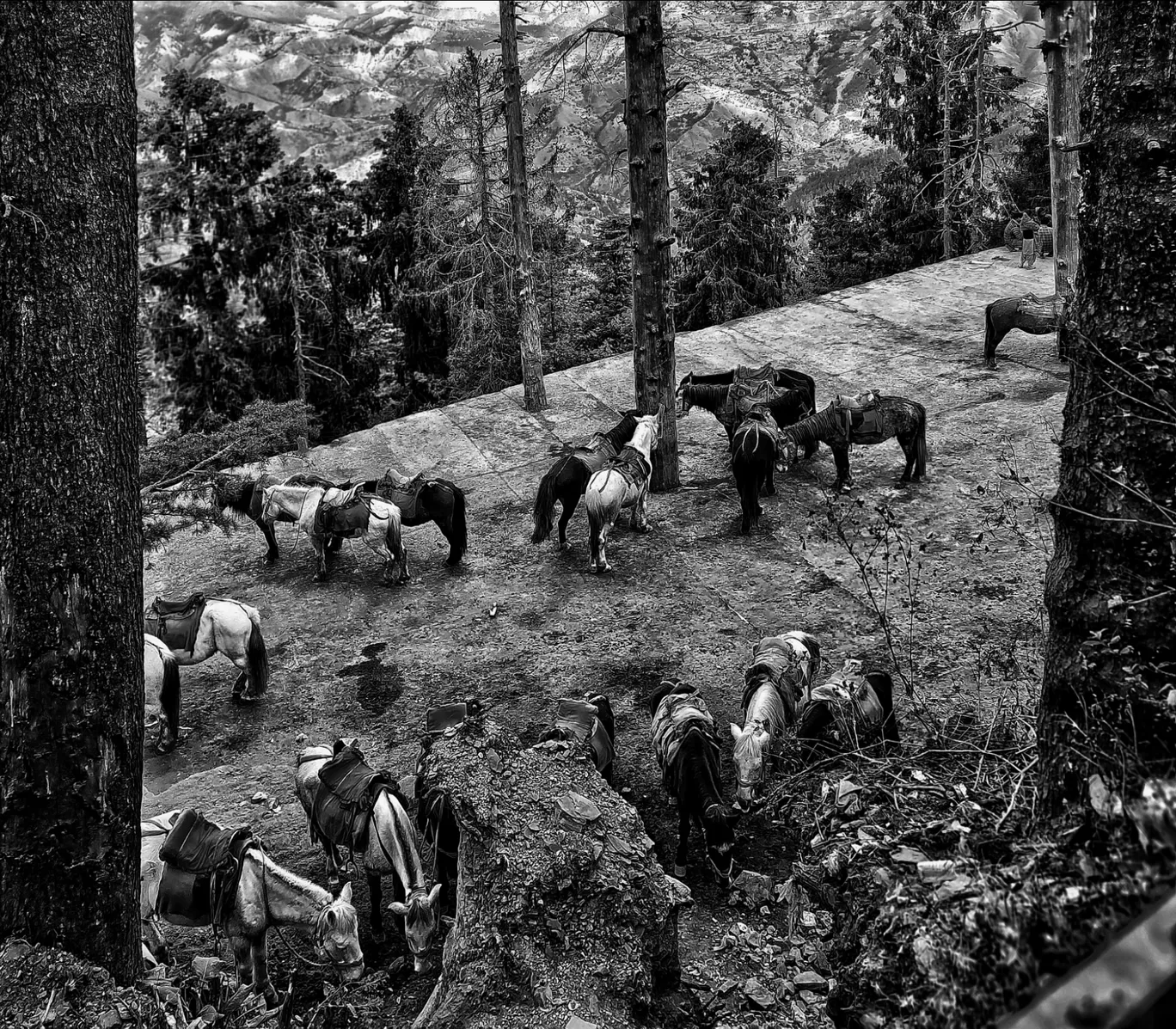 Photo of Simla By mountain nature lost