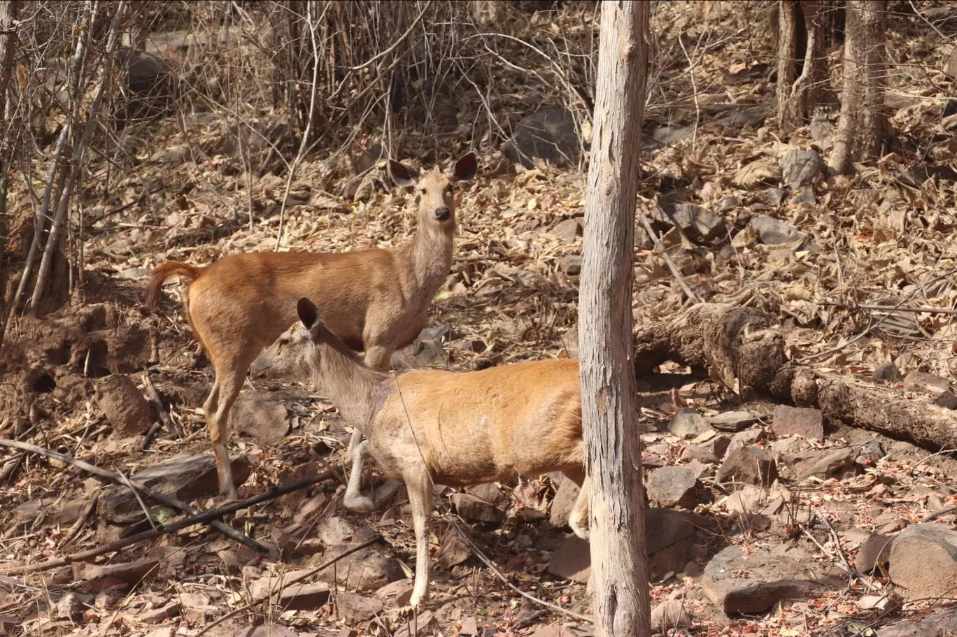 Photo of Panna National Park By Lenzzstruck