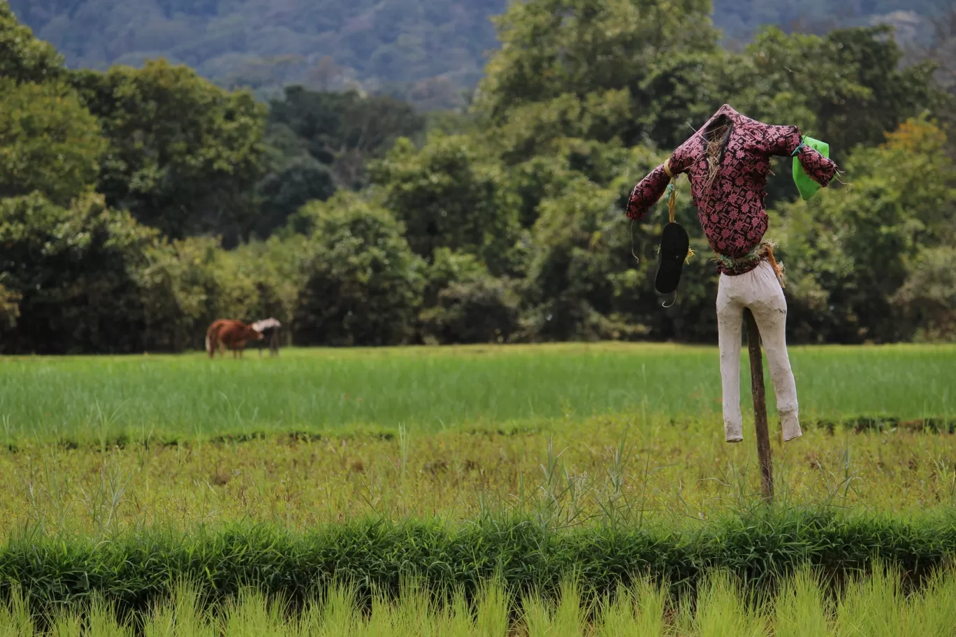 Photo of Coorg By Megha Jugran