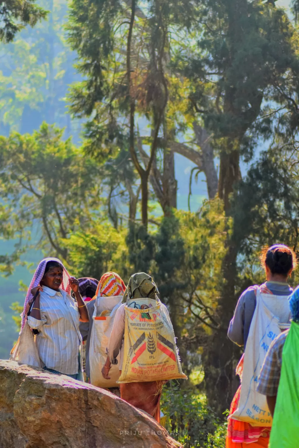 Photo of Megamalai Forest By Priju Thomas
