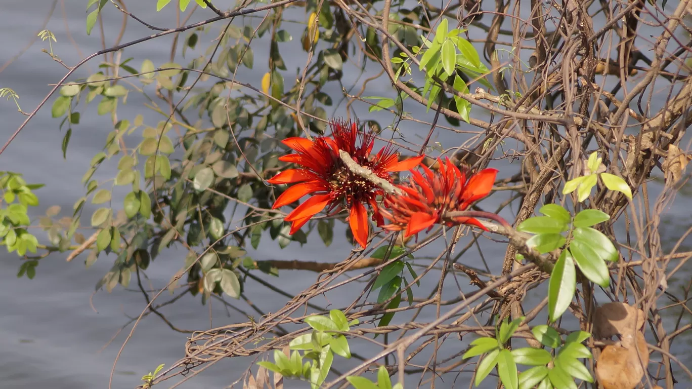 Photo of Madkaim By Tejasvi Prabhu