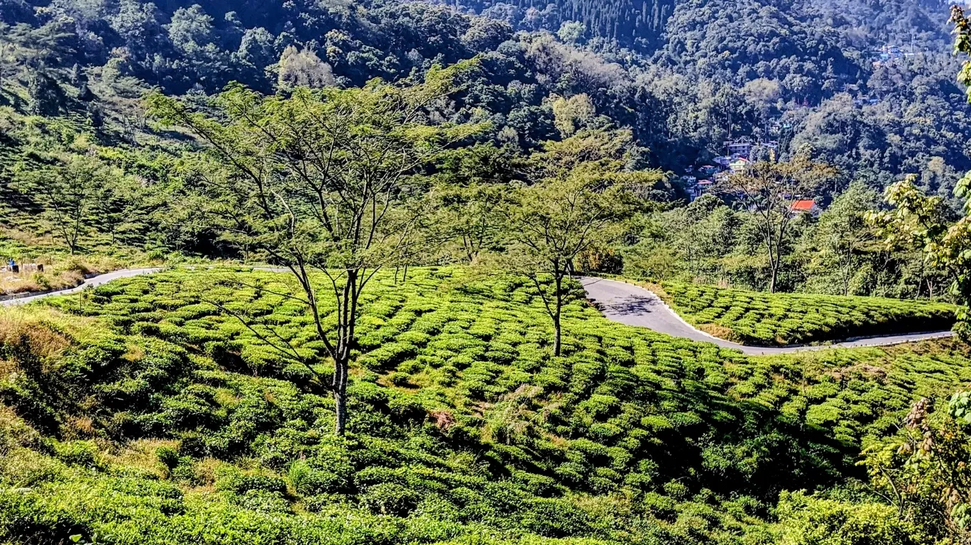 Photo of Darjeeling By A&A TRAVEL VLOGS