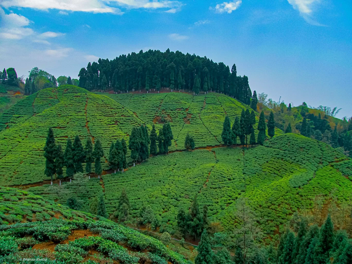 Photo of Gopaldhara Tea Estate By Dr. Dhiman Santra