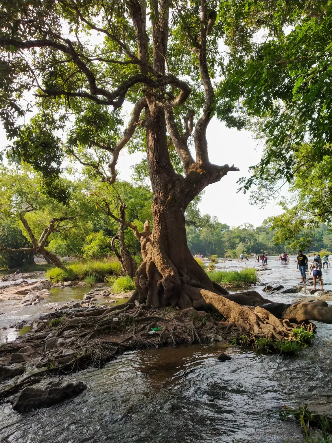 Photo of Coorg By Hemangi Narvekar