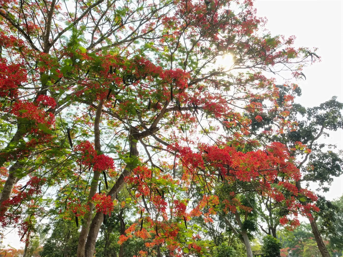 Photo of Coorg By Hemangi Narvekar