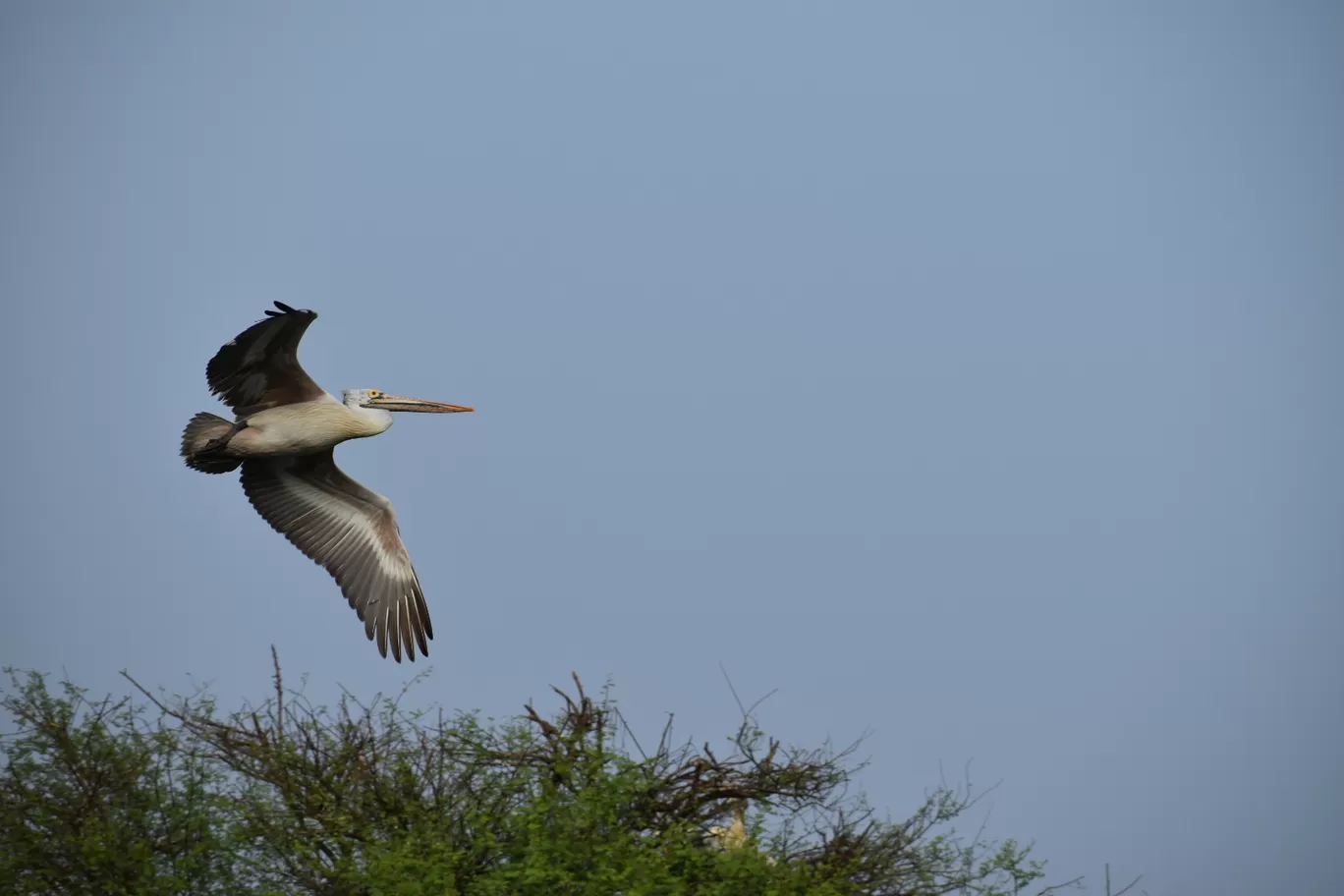 Photo of Vedanthangal Bird Sanctuary By Rajeshwar Anand