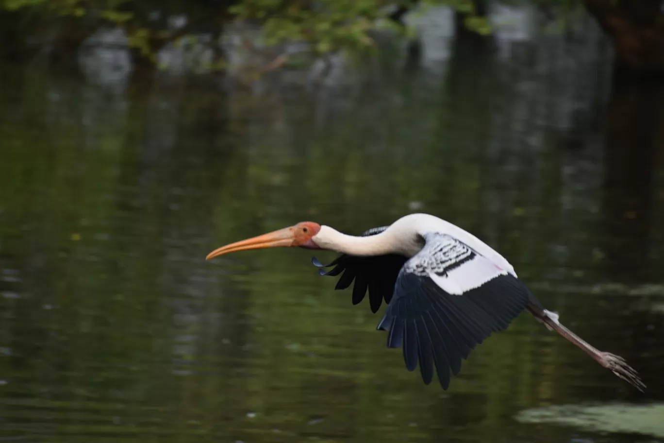 Photo of Vedanthangal Bird Sanctuary By Rajeshwar Anand