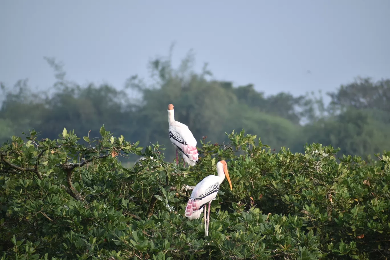 Photo of Vedanthangal Bird Sanctuary By Rajeshwar Anand